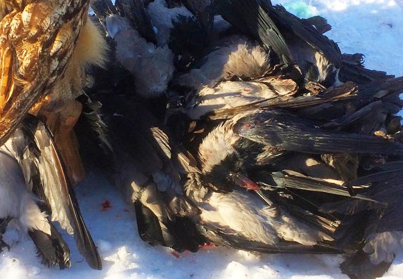 Lyckan när man ska summera en jaktsäsong, men inser att den är långt ifrån över. 2016-02-04